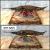 products_hf-designs-_floth_holly.jpg